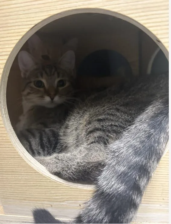 A baby medium-sized male Tabby (Brown / Chocolate) Domestic Short Hair cat named Apple for adoption in Chicago, IL