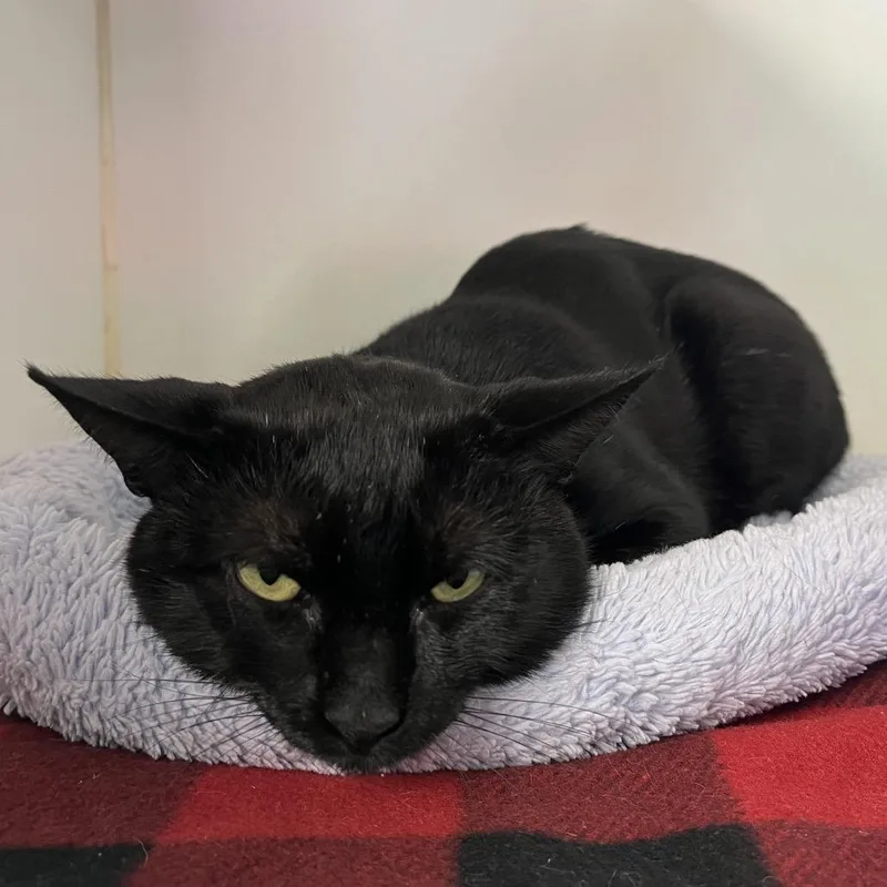 A young medium-sized male Black Domestic Short Hair cat named Baker for adoption in Pauls Valley, OK