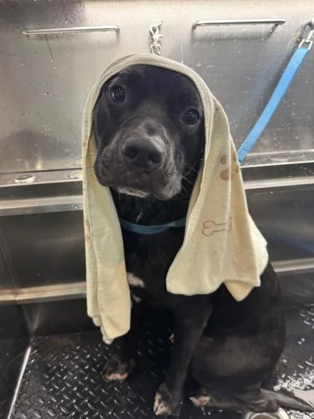 An adult large-sized male Labrador Retriever dog named Kugel for adoption in Austin, TX