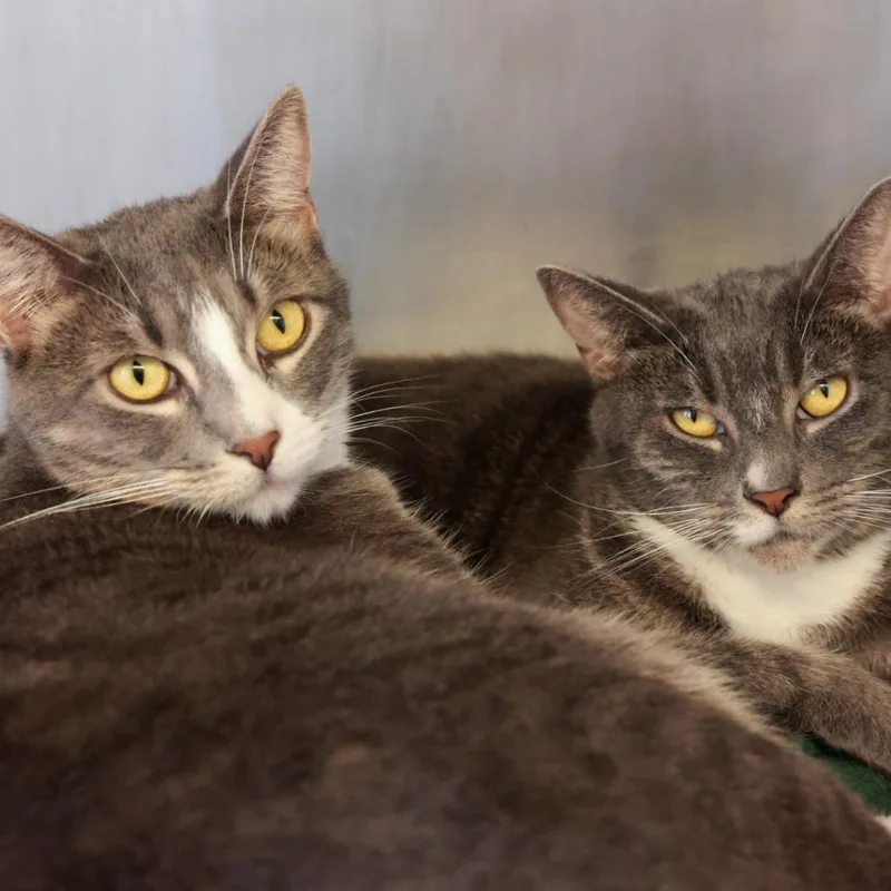 An adult large-sized male Domestic Short Hair cat named Mozart for adoption in Santa Barbara, CA