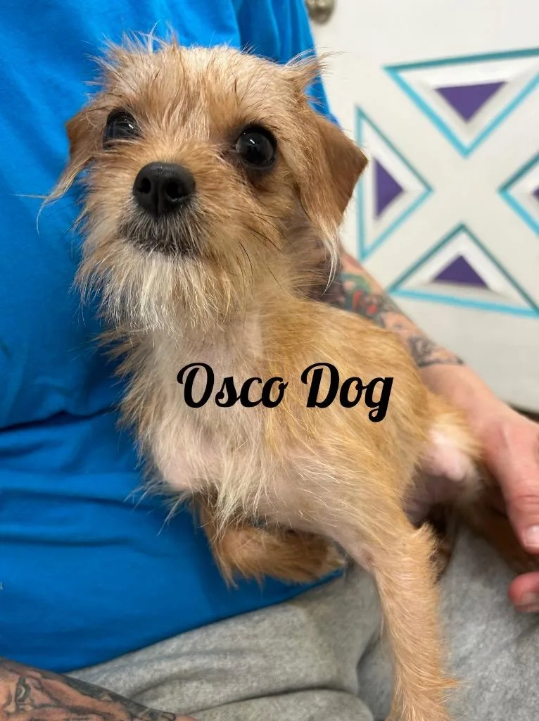 Osco Dog