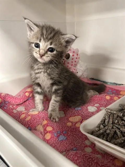 A baby large-sized female Domestic Short Hair cat named Diana for adoption in Dallas, TX