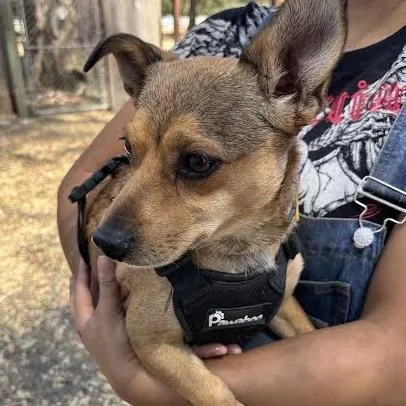 A young small-sized female Brown / Chocolate Chihuahua dog named Sugar for adoption in Sonoma, CA
