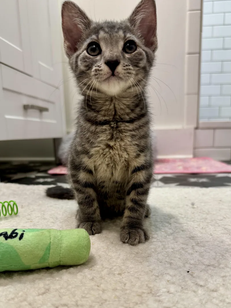 A baby small-sized male Domestic Short Hair cat named Cosmo for adoption in Hillsborough, NC