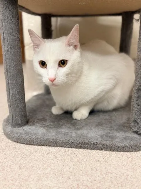 An adult medium-sized male Domestic Short Hair cat named Snowball for adoption in Madison, GA