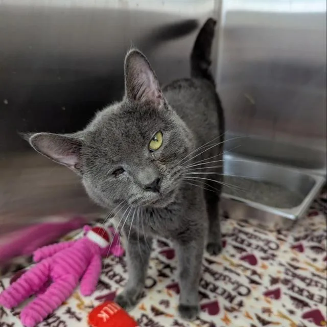 A young small-sized male Domestic Short Hair cat named Wonder for adoption in Centerville, MA