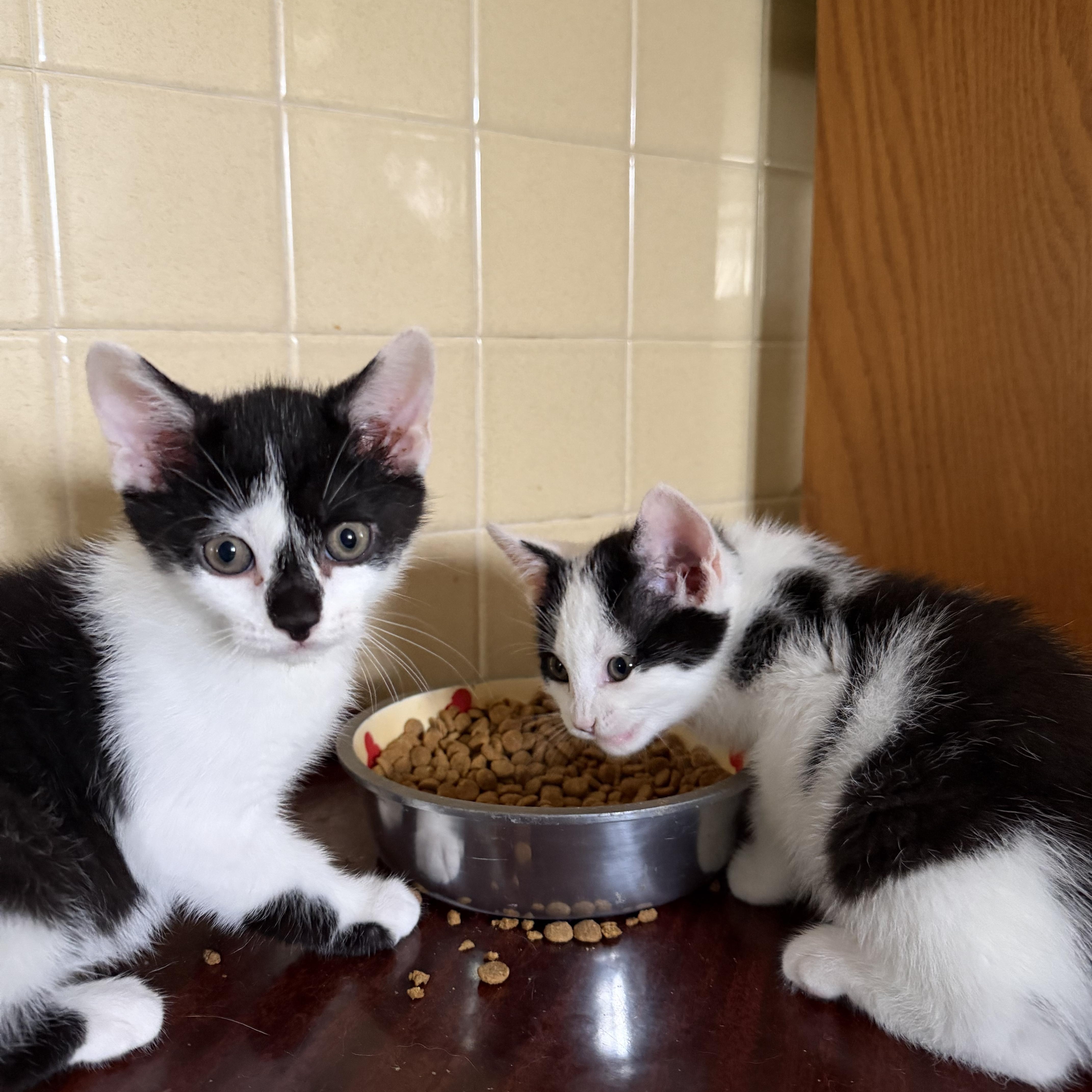 A baby medium-sized male Black Domestic Short Hair cat named Sandtrap for adoption in Maple Glen, PA