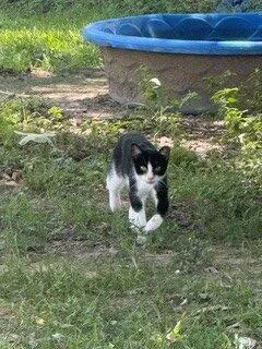 A baby small-sized male White Domestic Short Hair cat named Lynx for adoption in Jackson, LA