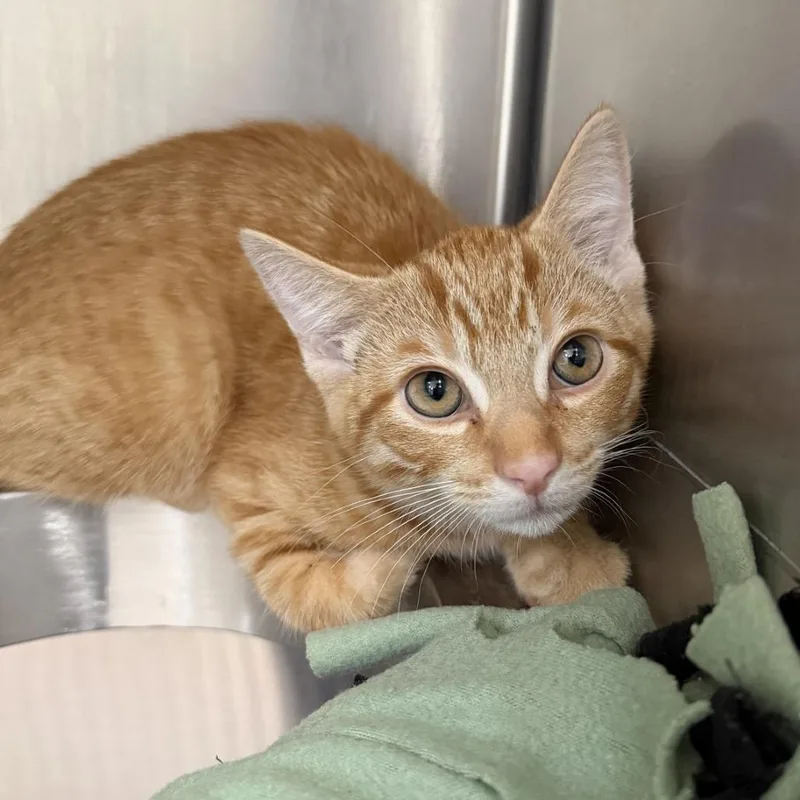 A baby small-sized male Buff / Tan / Fawn Domestic Short Hair cat named Blondie for adoption in Indianapolis, IN