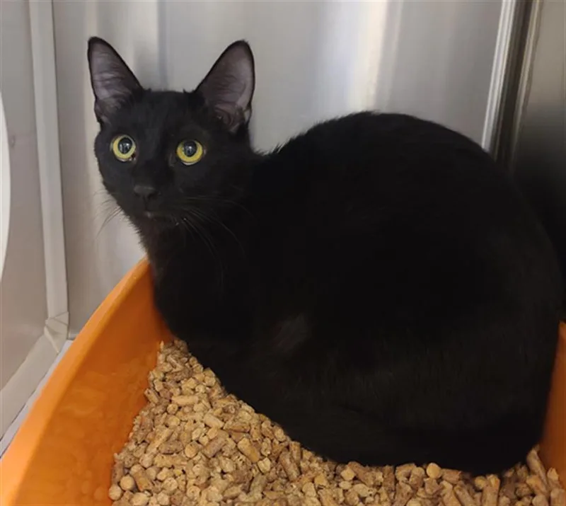 A young medium-sized male Domestic Short Hair cat named Navo for adoption in Houston, TX