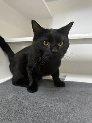 An adult medium-sized male Domestic Short Hair cat named Ned for adoption in Traverse City, MI