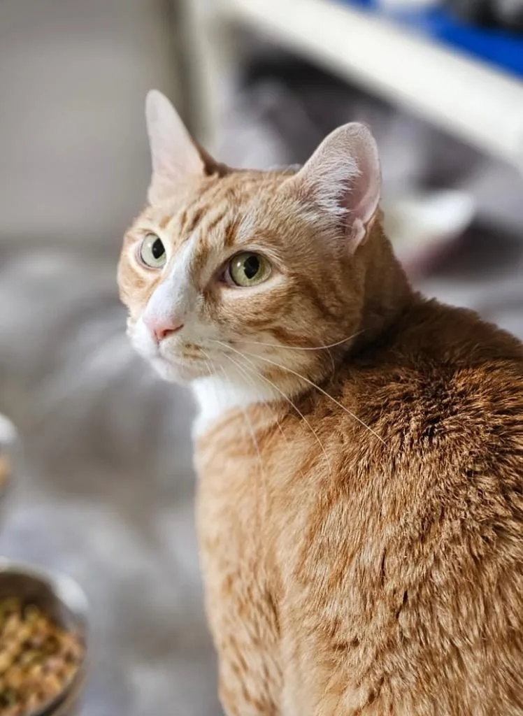 A young medium-sized male Domestic Short Hair cat named Simba for adoption in Pomona, NY