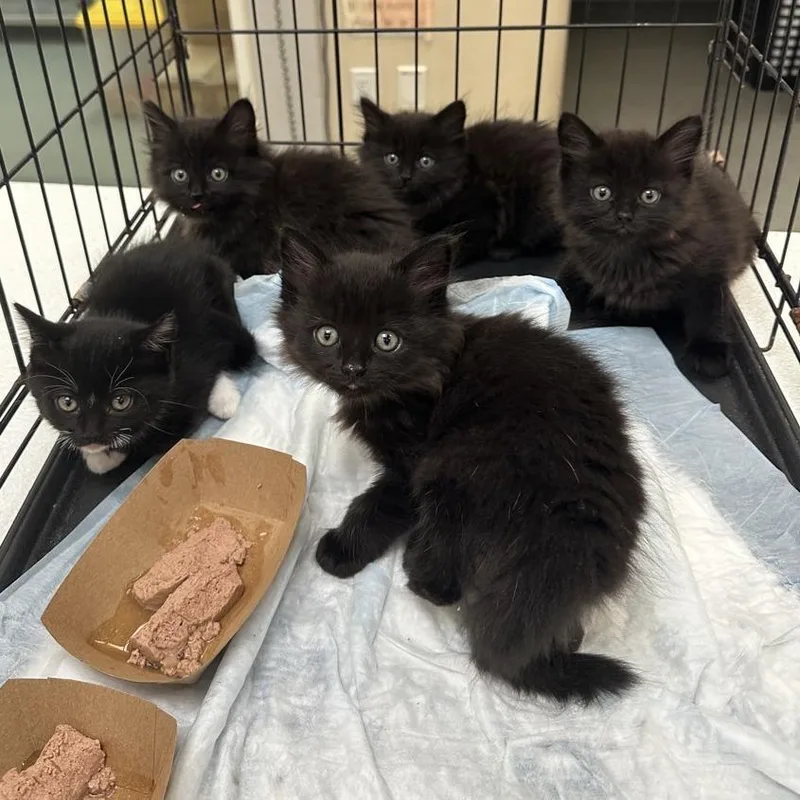 A baby small-sized female Black Domestic Long Hair cat named Dorothy for adoption in Westminster, CA