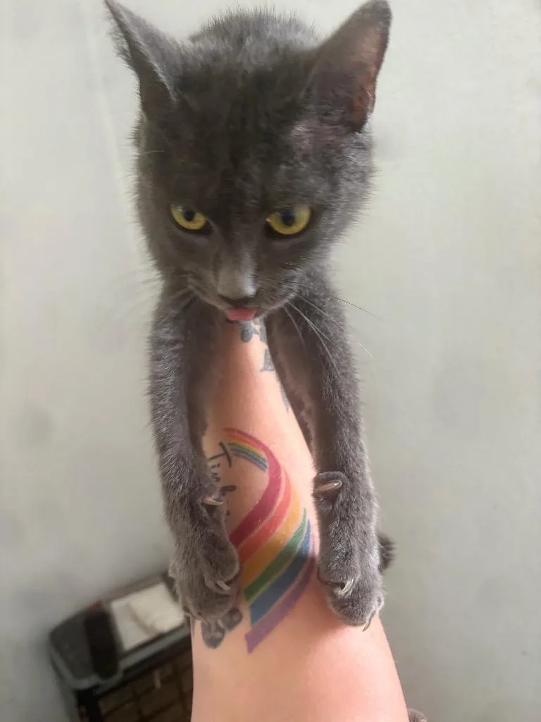 An adult small-sized male Domestic Short Hair cat named Leda for adoption in Brownwood, TX
