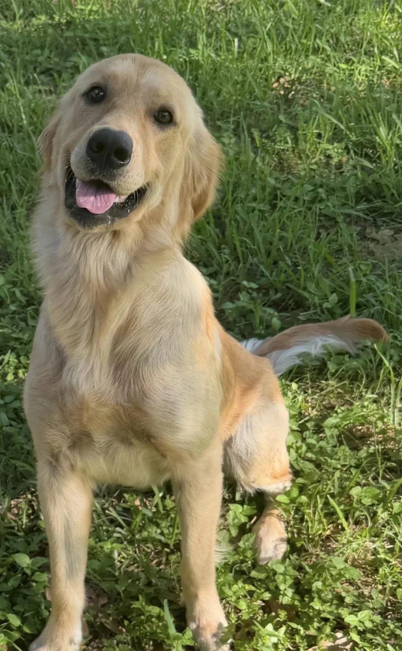 Remi