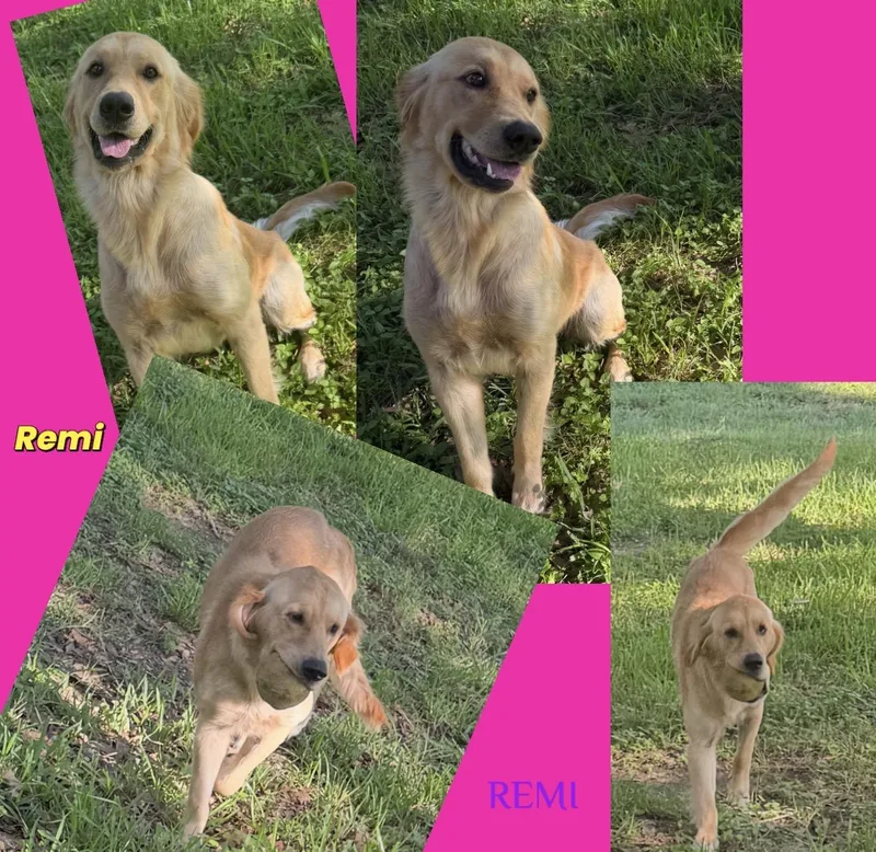 Remi thumbnail 2