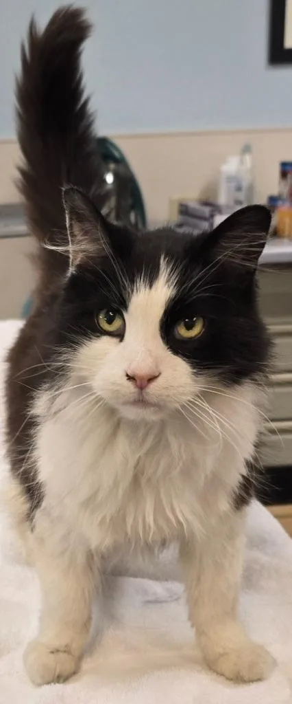 A senior small-sized male Domestic Long Hair cat named Theodore for adoption in Murphysboro, IL