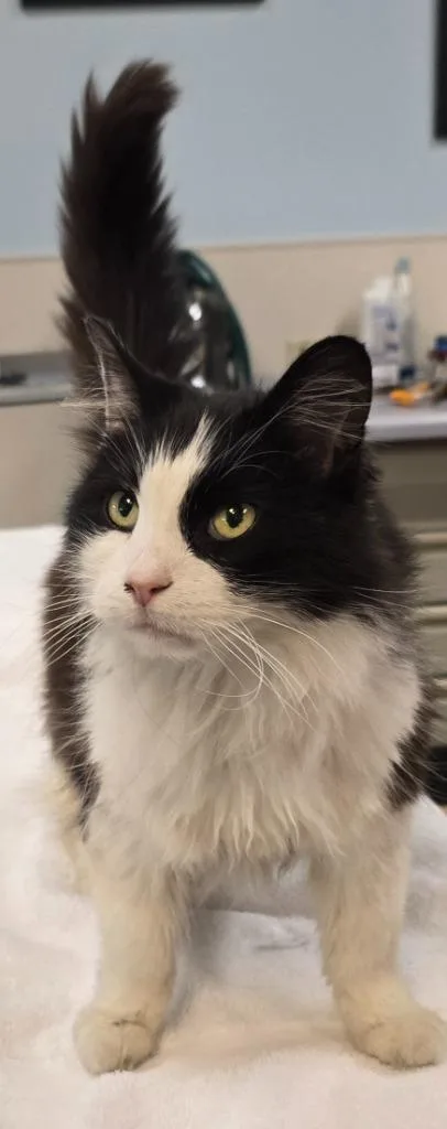 Theodore thumbnail 2