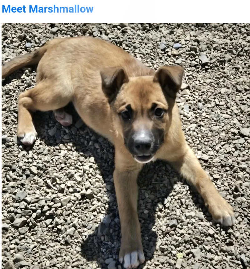 Marshmellow thumbnail 2