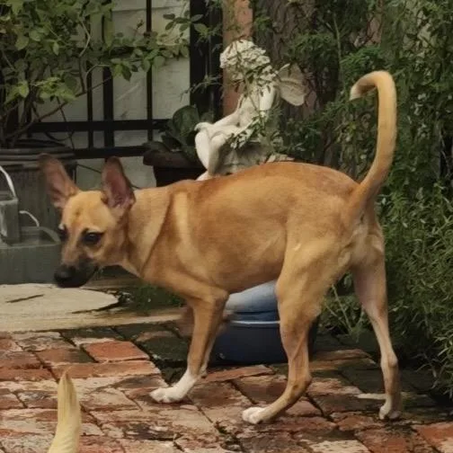 A young medium-sized male Yellow / Tan / Blond / Fawn Mixed Breed dog named Rock for adoption in Tacoma, WA