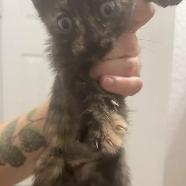 A baby small-sized female Black Domestic Short Hair cat named Uda for adoption in Austin, TX