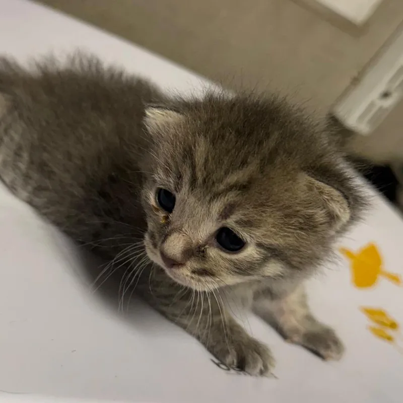 A baby small-sized male Gray / Blue / Silver Domestic Short Hair cat named Moonlight for adoption in Yuma, AZ