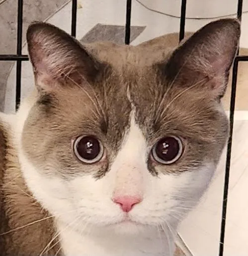 Whiskers