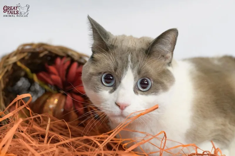 Whiskers thumbnail 2