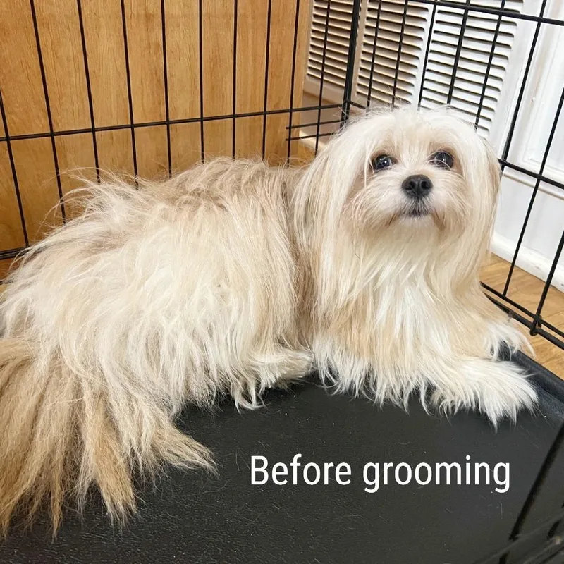 An adult small-sized female Maltese dog named Paris for adoption in Flower Mound, TX