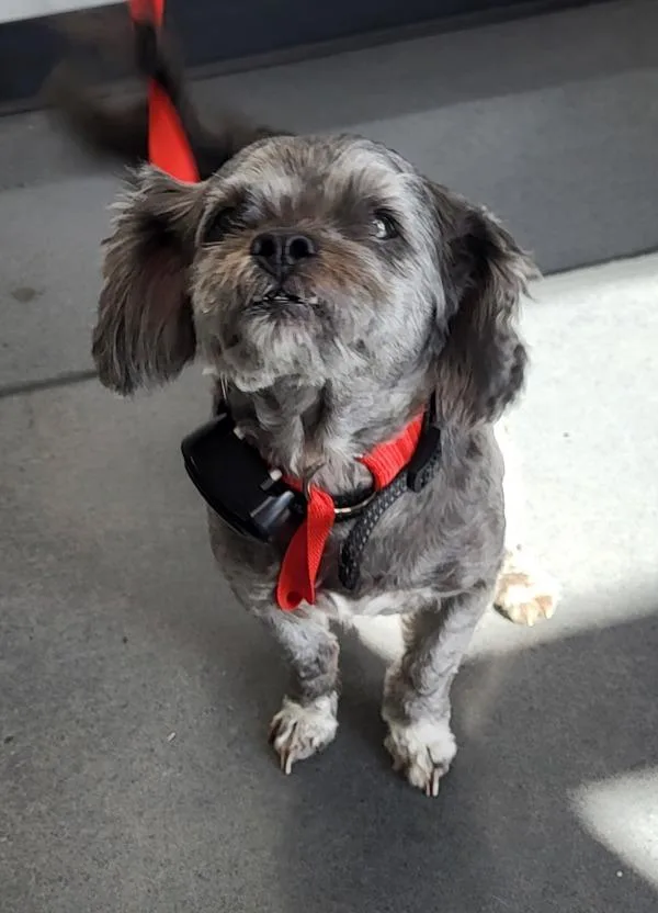 A senior small-sized male Shih Tzu dog named Pen  Graham for adoption in Lawrenceville, GA