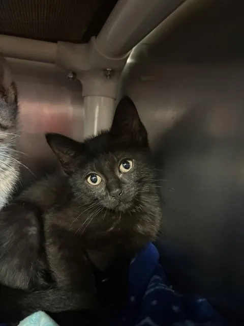 A baby medium-sized female Domestic Short Hair cat named Hera for adoption in Brewster, MA