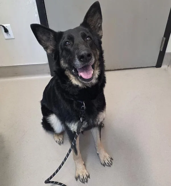 An adult large-sized female German Shepherd Dog dog named Maia for adoption in El Cajon, CA