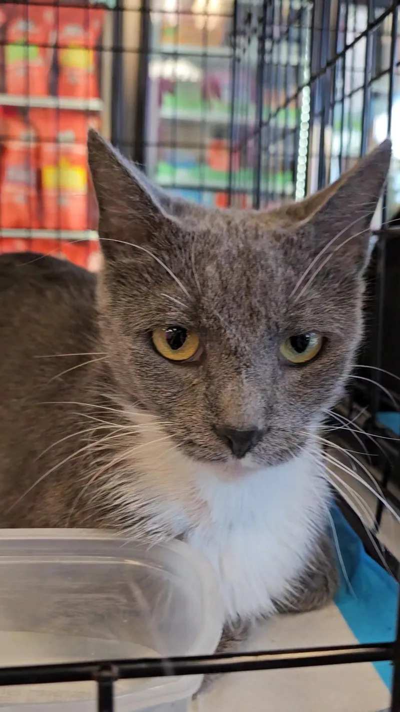 A young medium-sized female Gray & White Domestic Short Hair cat named Fidget N.  "miss for adoption in New York, NY