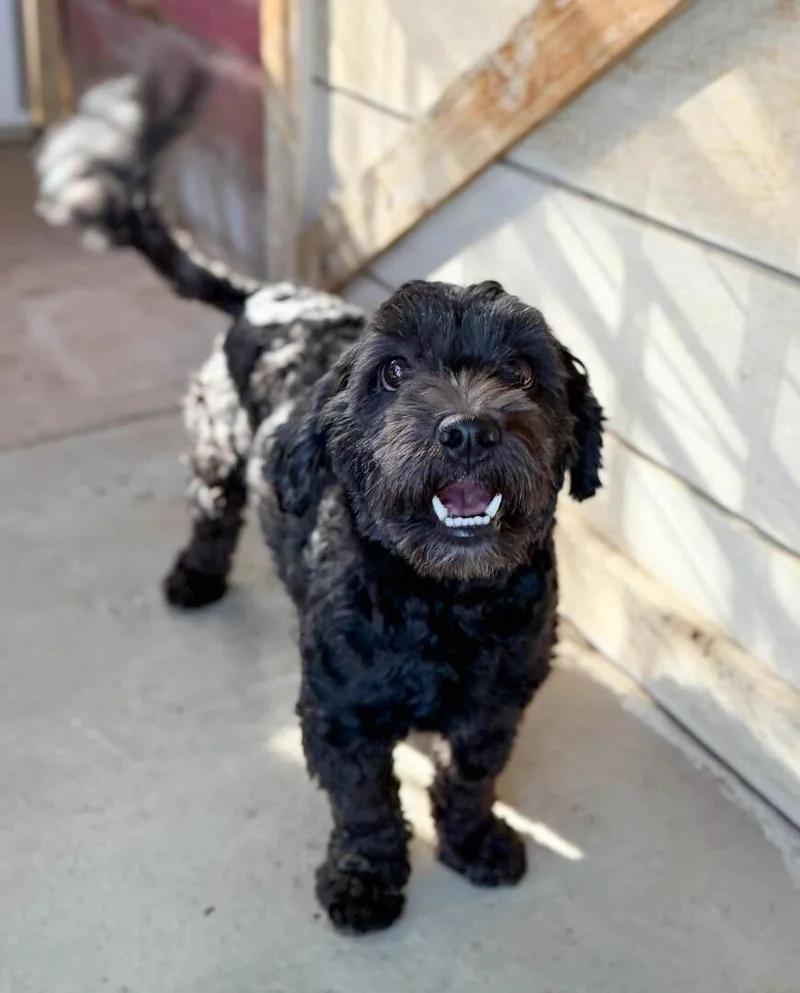 A young small-sized male Poodle dog named Nelson for adoption in Windsor, CO