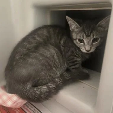 A baby medium-sized male Tabby (Gray / Blue / Silver) Domestic Short Hair cat named Sam for adoption in Phoenixville, PA
