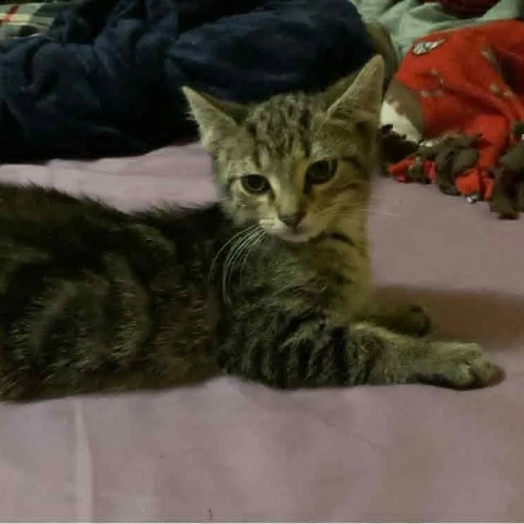 A baby medium-sized male Tabby (Brown / Chocolate) Domestic Short Hair cat named Teaspoon for adoption in Martinsville, IN