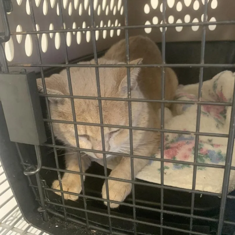 An adult large-sized male Orange / Red Domestic Short Hair cat named Waffle for adoption in West Palm Beach, FL