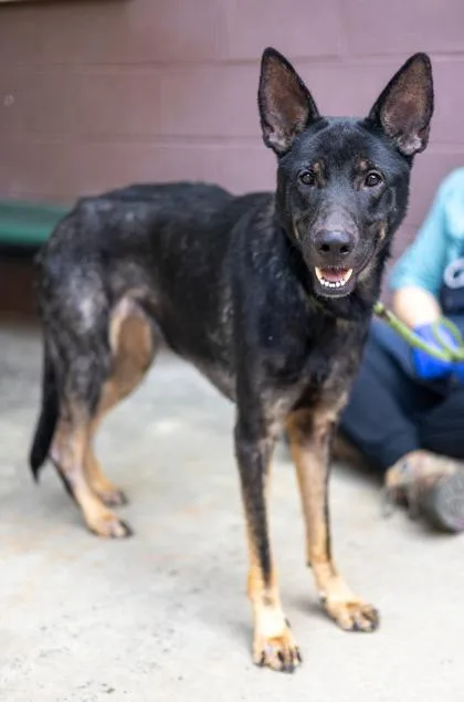 An adult large-sized female Mixed Breed dog named Roxanne for adoption in Chamblee, GA