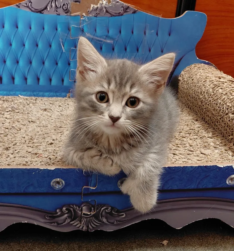 A baby medium-sized male Tabby (Gray / Blue / Silver) Extra-Toes Cat / Hemingway Polydactyl cat named Jt for adoption in Marvin, NC