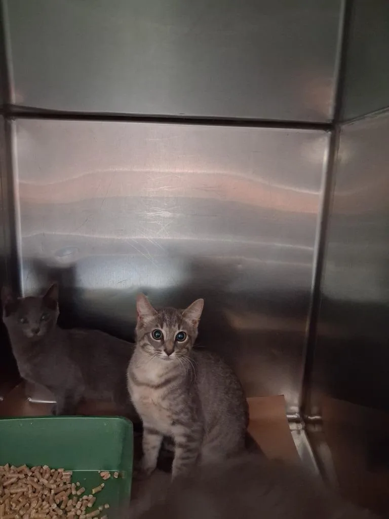 A baby large-sized male Domestic Short Hair cat named Hershey for adoption in Cartersville , GA