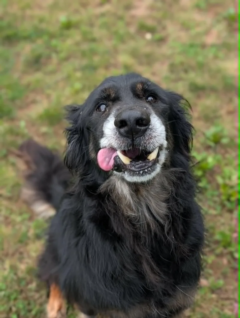 A senior medium-sized male Black Retriever dog named Bear for adoption in Chambersburg, PA