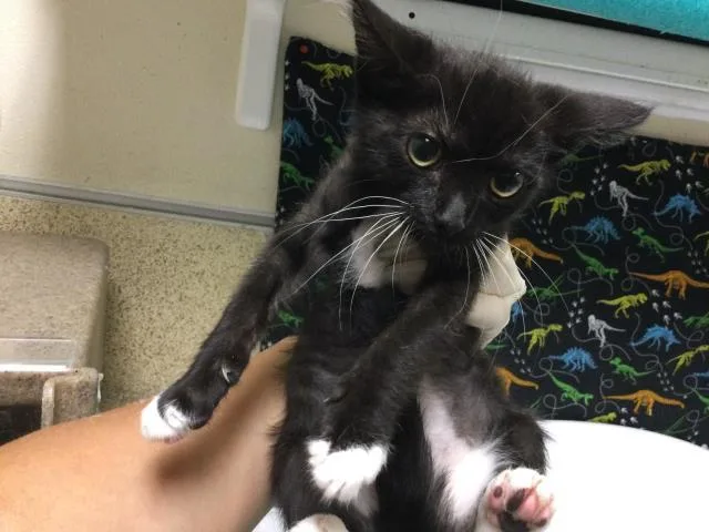 A baby small-sized male Domestic Short Hair cat named Blake for adoption in Riverside, CA