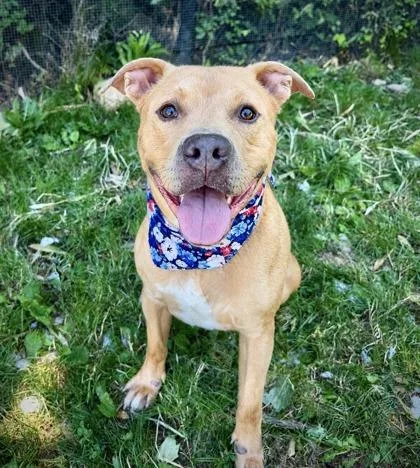 An adult large-sized male Mixed Breed dog named Gambit for adoption in West Chester, PA