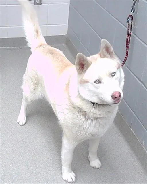 An adult large-sized female Siberian Husky dog named Daria for adoption in Omaha, NE