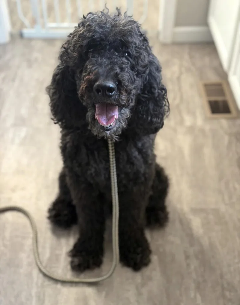An adult large-sized female Standard Poodle dog named Name Tbd for adoption in Knoxville, TN