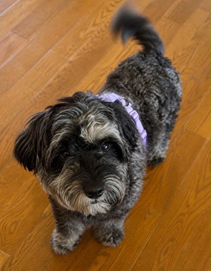 An adult medium-sized female Schnauzer dog named Erin for adoption in Ellijay, GA