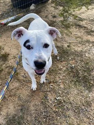 An adult medium-sized male Pit Bull Terrier dog named ScarfaceCapone for adoption in Atlanta, GA
