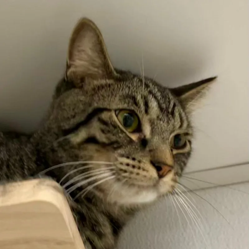 A young medium-sized male Brown / Chocolate Domestic Short Hair cat named Valor for adoption in La Grange, KY