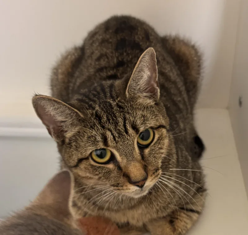 A young large-sized female Domestic Short Hair cat named Lynnie for adoption in Terryville, CT