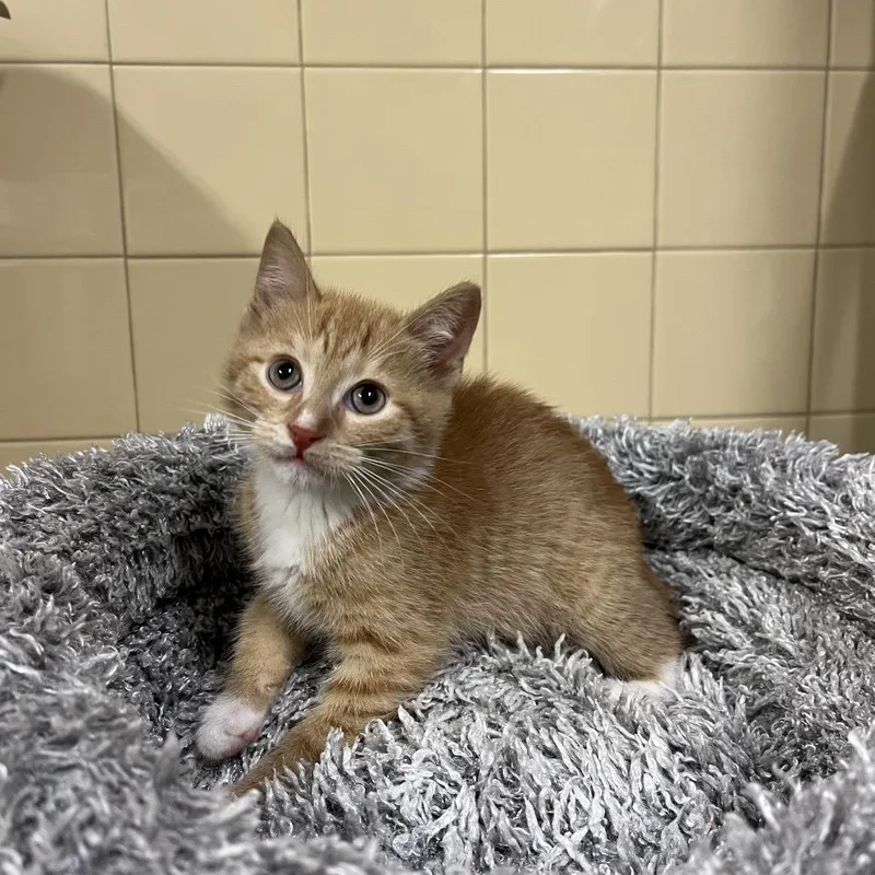 A baby small-sized male Orange / Red Domestic Short Hair cat named Sun for adoption in East Hampton, NY